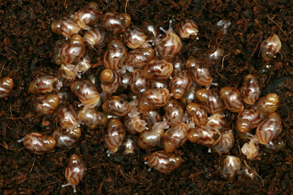 líhnutí Lissachatina albopicta